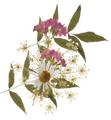 bunga